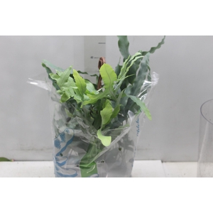 PHLEBODIUM BLUE STAR C21