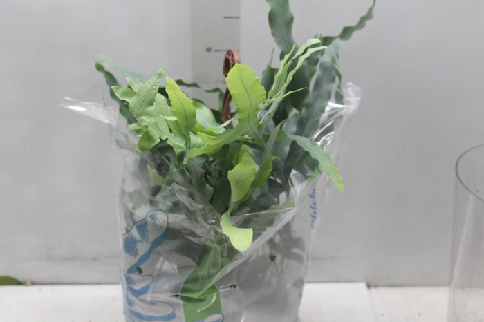 <h4>PHLEBODIUM BLUE STAR C21</h4>