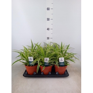 Chlorophytum com. 'Vittatum'