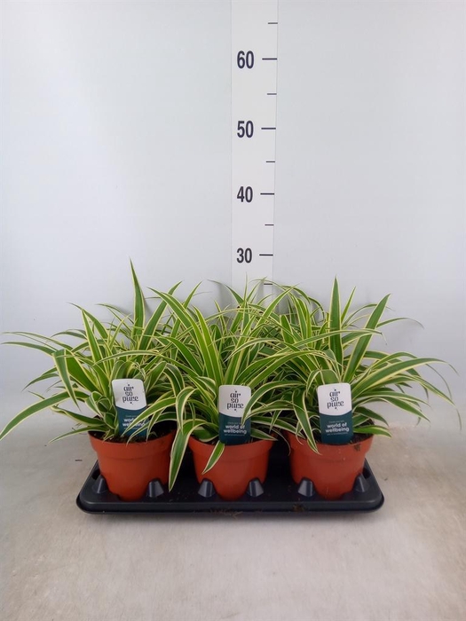 <h4>Chlorophytum com. 'Vittatum'</h4>