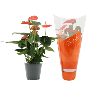 Anthurium Florida in Couture sleeve