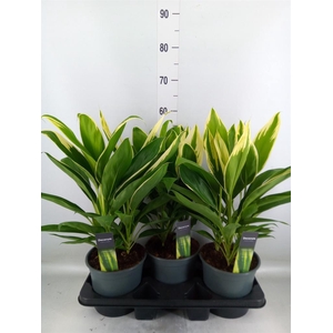 Cordyline fruti. 'Conga'