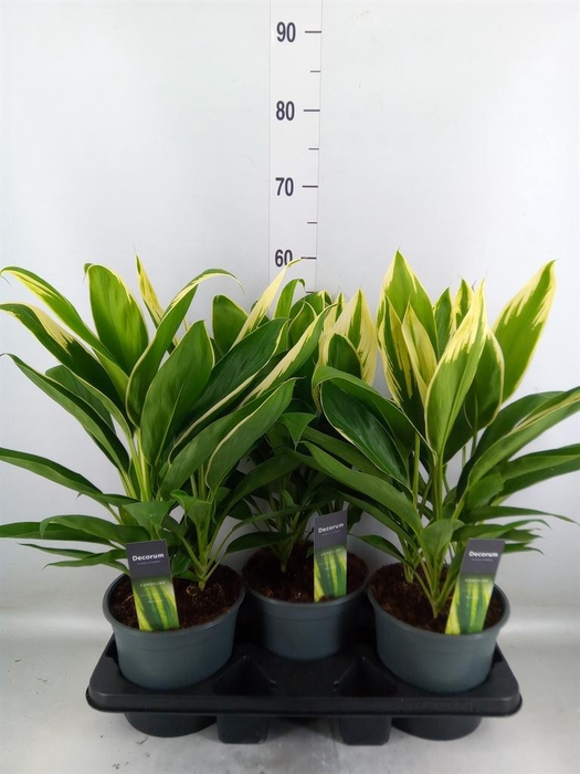 <h4>Cordyline fruti. 'Conga'</h4>