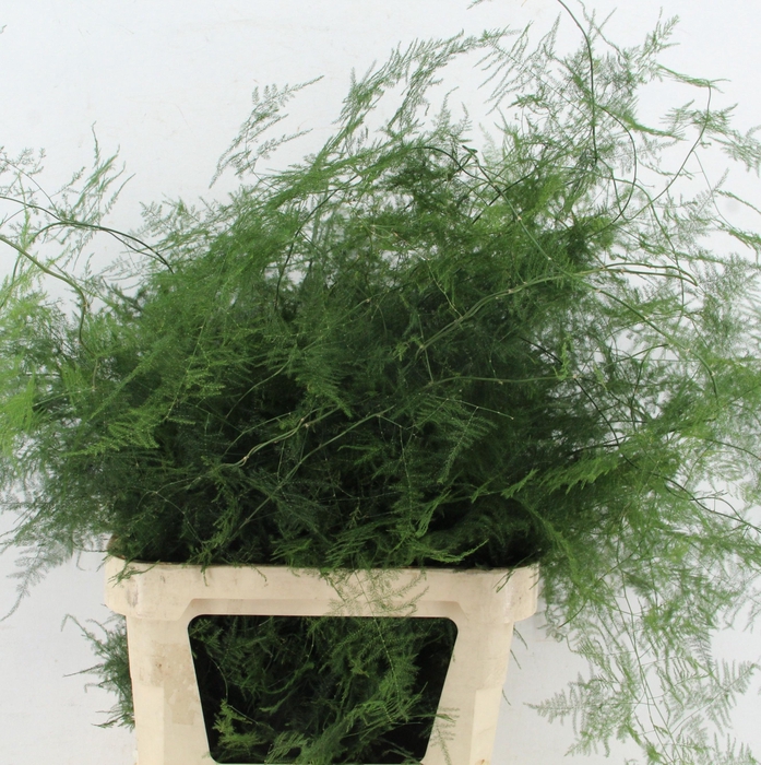 <h4>ASPARAGUS SETACEUS</h4>