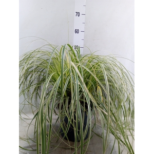Carex morrowii
