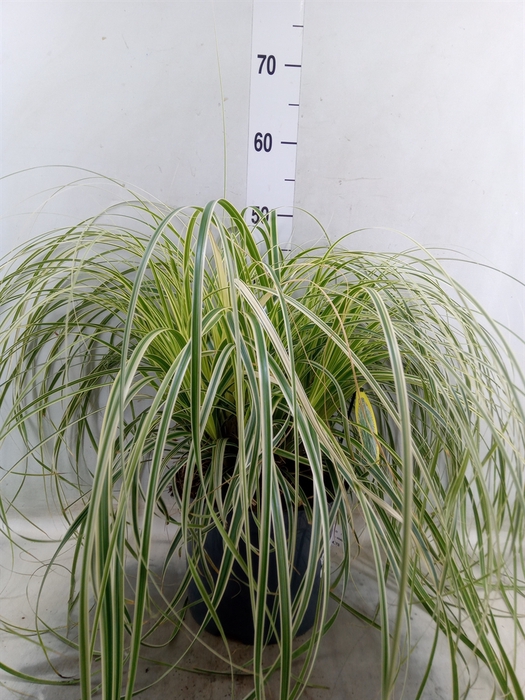 <h4>Carex morrowii</h4>