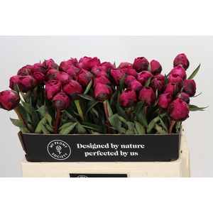 Paeonia Kansas