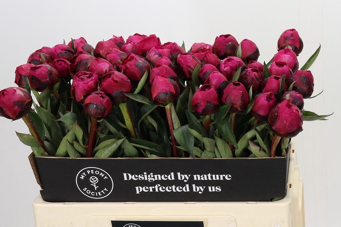 Paeonia Kansas