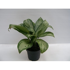 AGLAONEMA COMMUTATUM P13 MARIA CHRISTINA