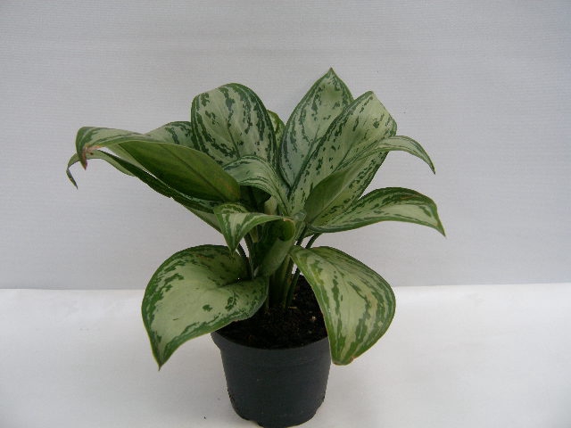 <h4>AGLAONEMA COMMUTATUM P13 MARIA CHRISTINA</h4>