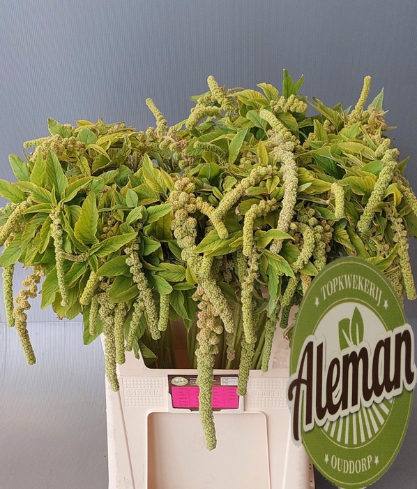 <h4>AMAR CA CYCLOOP</h4>