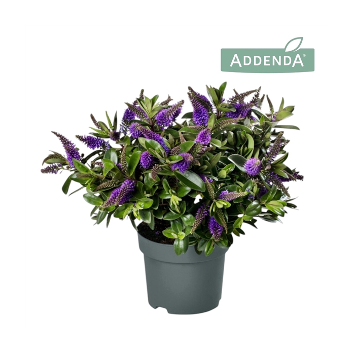 <h4>Hebe Addenda® Donna Anna P15</h4>