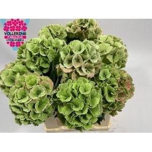 HYDR M CH LOLLYPP CL