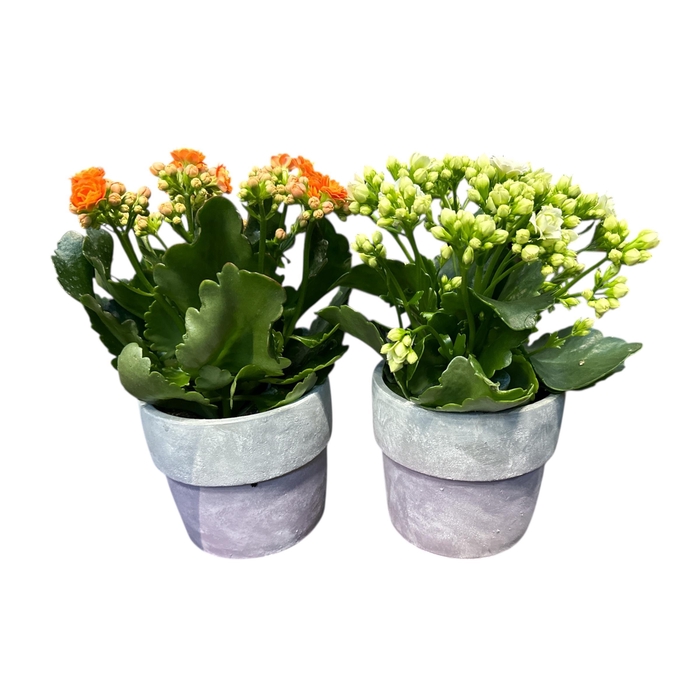 <h4>Kal Ge mixte cpot</h4>