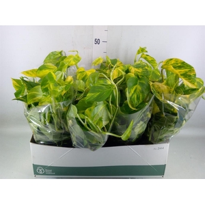 Epipremnum pinn. 'Aureum'