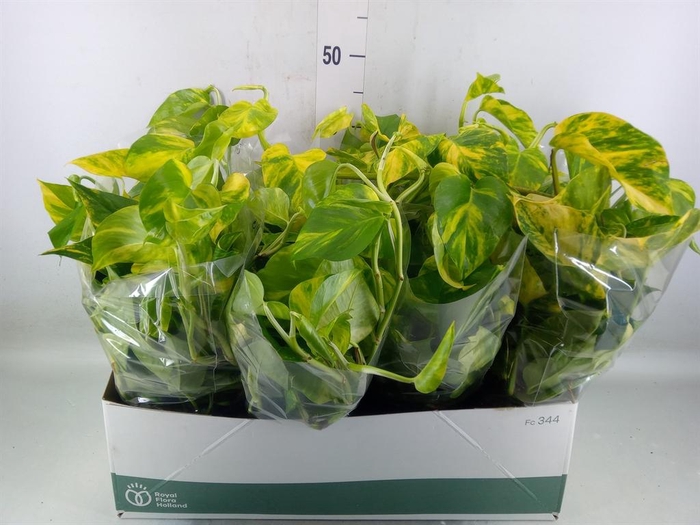 <h4>Epipremnum pinn. 'Aureum'</h4>