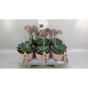 Echeveria  'Blue Prince'