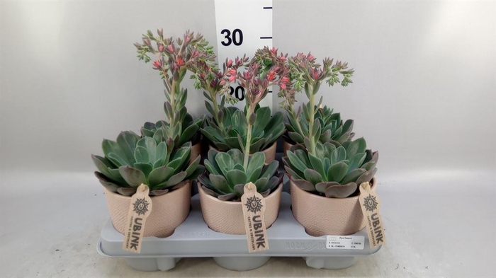<h4>Echeveria  'Blue Prince'</h4>