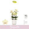 Phalaenopsis Multifloratypes overig geel