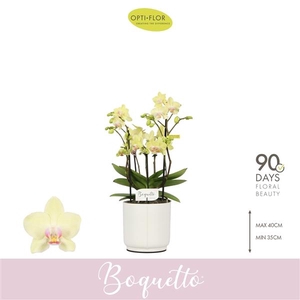 Phalaenopsis Multifloratypes overig geel