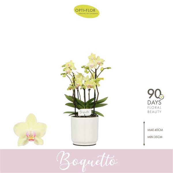 <h4>Phalaenopsis Multifloratypes overig geel</h4>