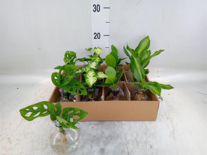 <h4>Planten  ..mix</h4>