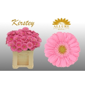 Gerbera mini 'Kirstey' fust 555