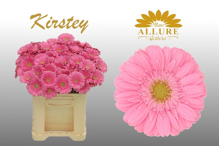 <h4>Gerbera mini 'Kirstey' fust 555</h4>