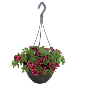 Hangpotten 23 cm Calibrachoa Goodnight kiss