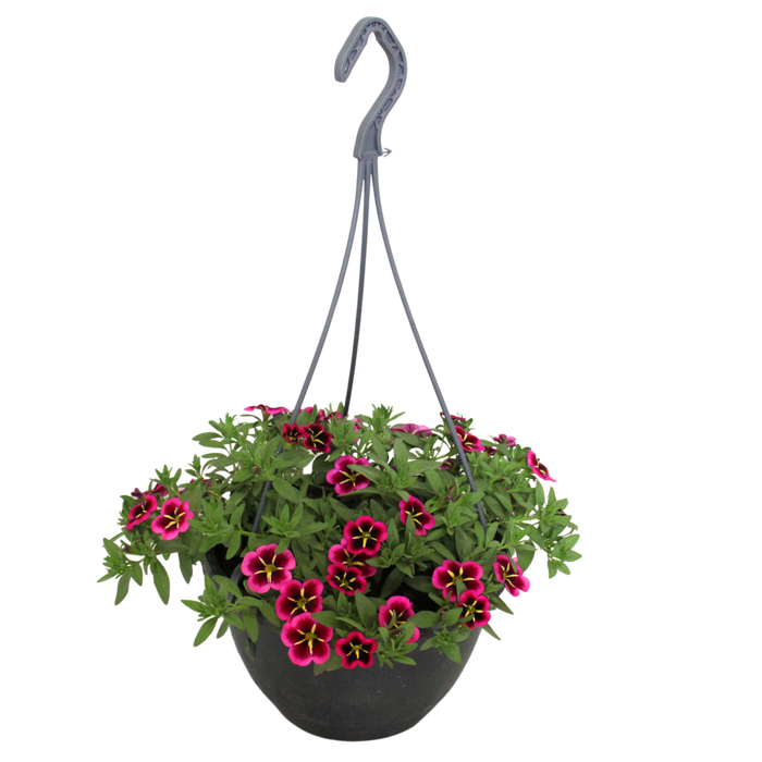 <h4>Hangpotten 23 cm Calibrachoa Goodnight kiss</h4>