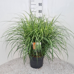 Miscanthus sinensis Strictus
