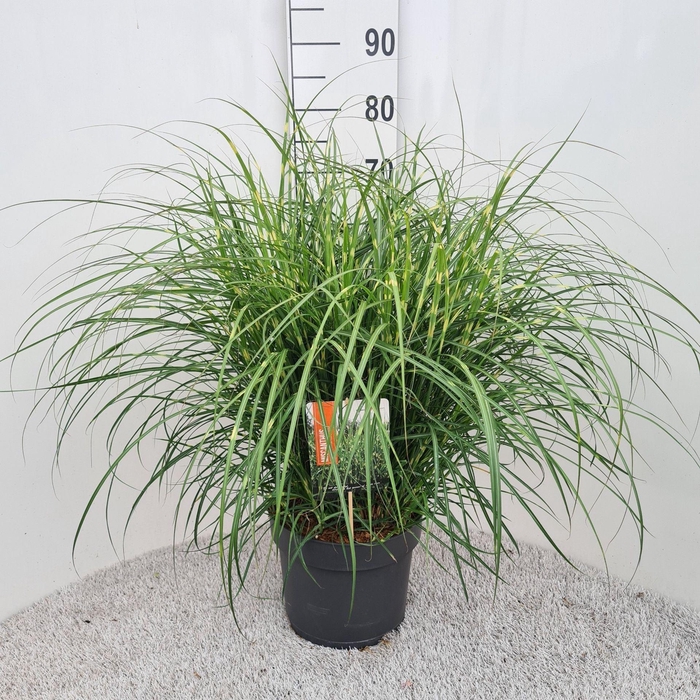 <h4>Miscanthus sinensis Strictus</h4>