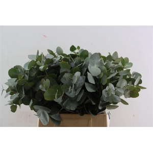 Euca Cinerea 45 Cm P Stem