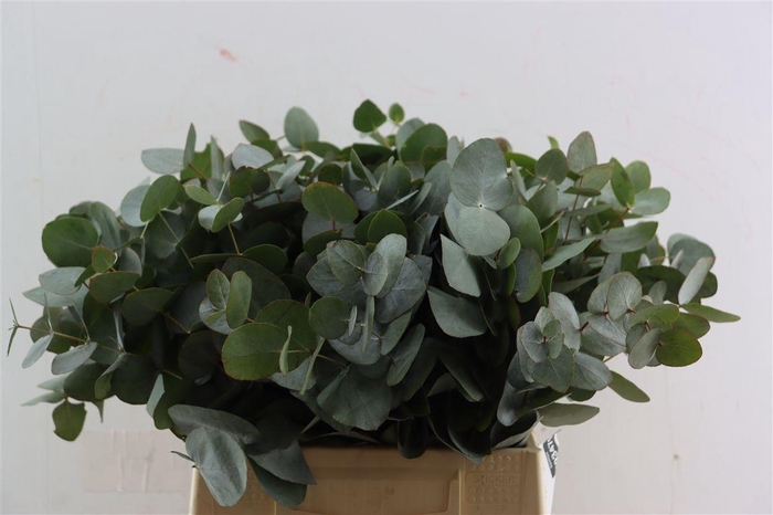 <h4>Euca Cinerea 45 Cm P Stem</h4>
