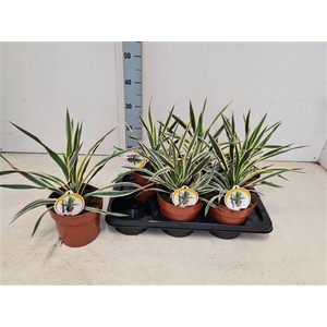 Yucca Glor Variegata