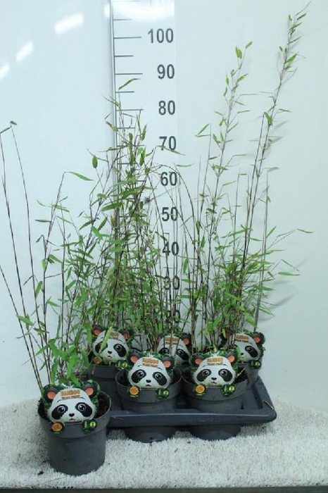 Fargesia nitida 'Black Pearl'