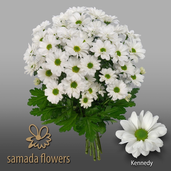 <h4>CHR T KENNEDY</h4>