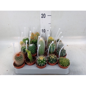 Cactus   ...mix
