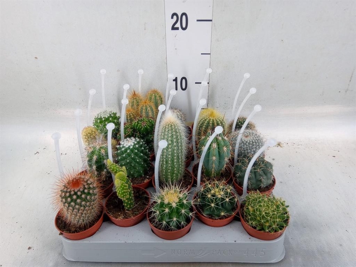 <h4>Cactus ...mix</h4>