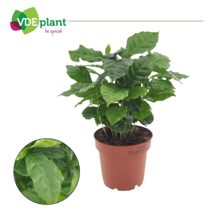 <h4>Coffea Arabica</h4>