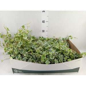 Hedera helix 'White Wonder'