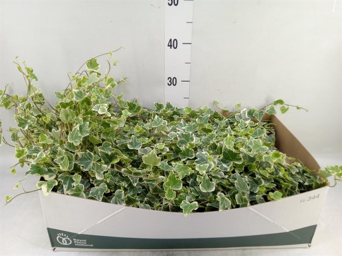 <h4>Hedera helix 'White Wonder'</h4>