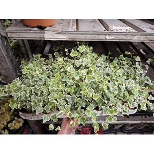 Hedera helix White Wonder
