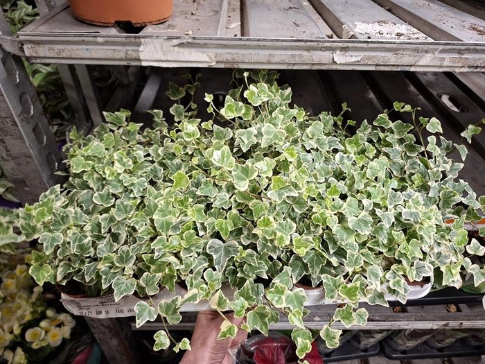 <h4>Hedera helix White Wonder</h4>