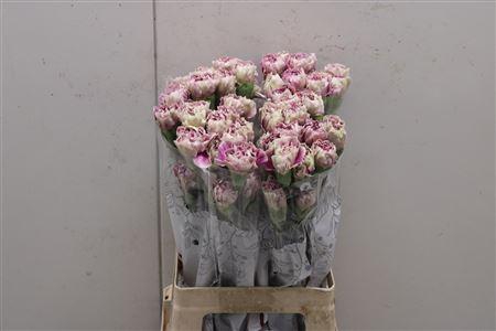 <h4>Di St Antigua</h4>