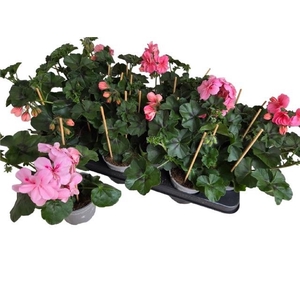 PEL PELT P MOLINA stock