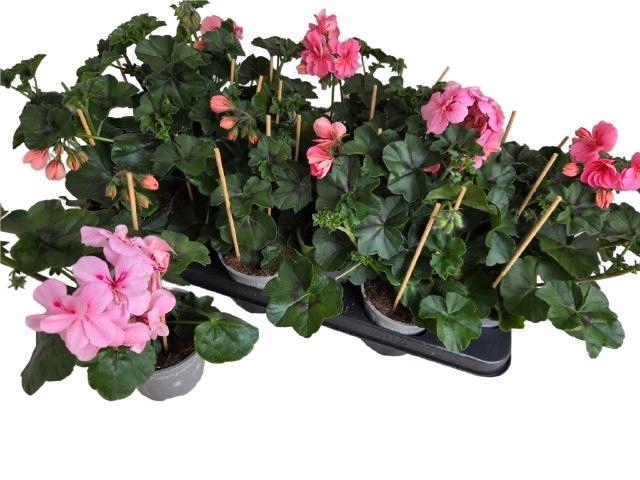 <h4>PEL PELT P MOLINA stock</h4>