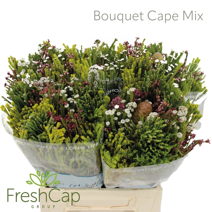 <h4>Bouquet Cape Mix</h4>