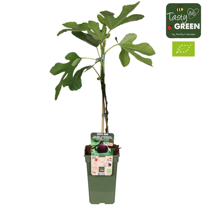 <h4>Ficus carica</h4>