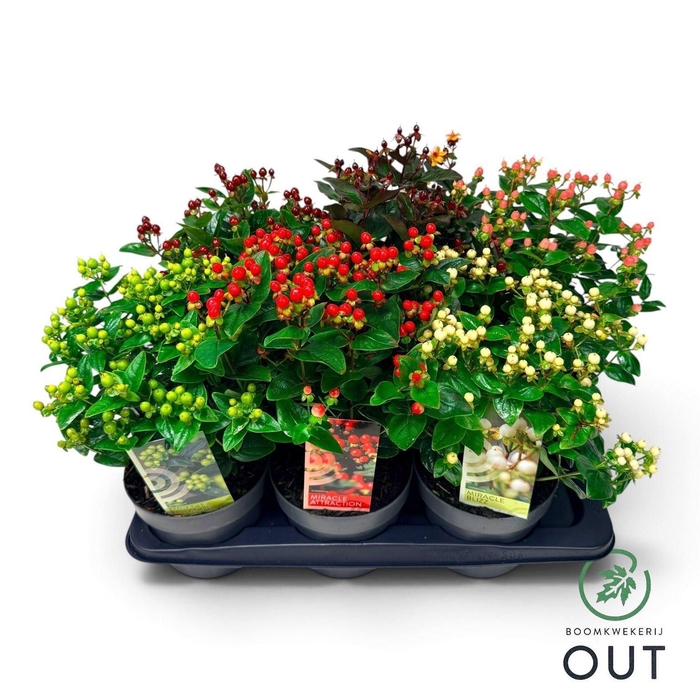 <h4>Hypericum</h4>
